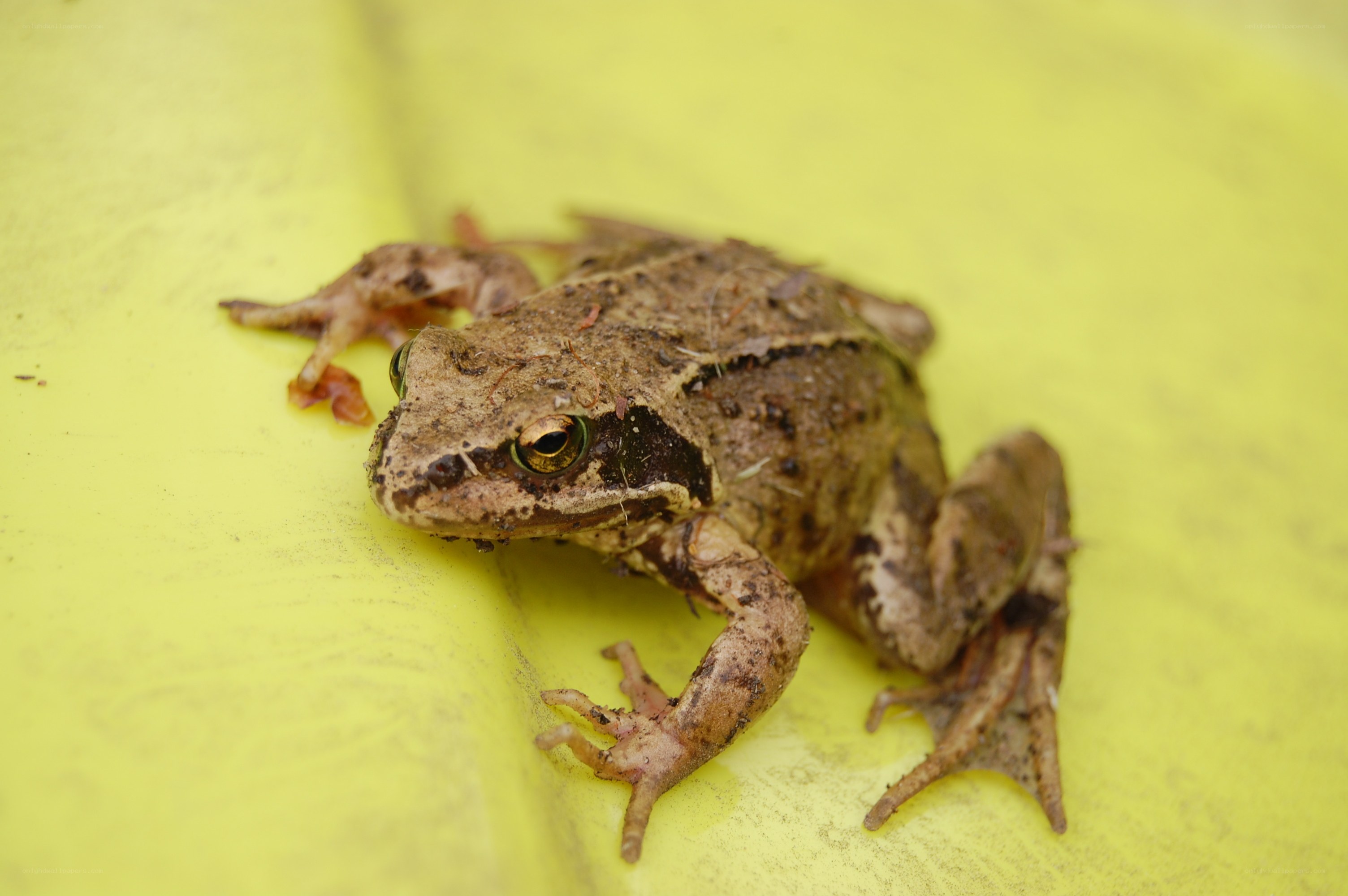 brown frog on yellow surface