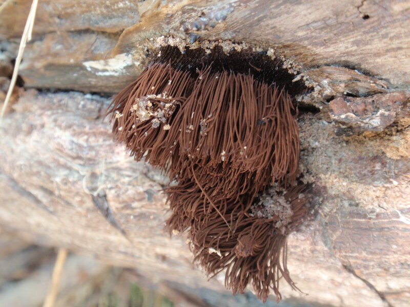 brown fungus on decaying wood