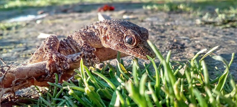 Brown Gecko on Branch
