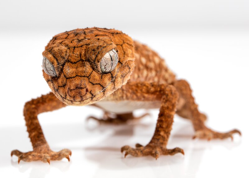 Brown Gecko on White