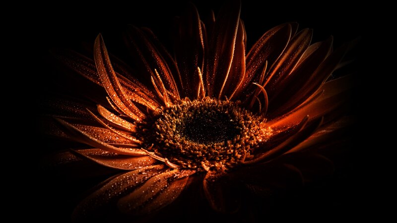Brown Gerbera Daisy