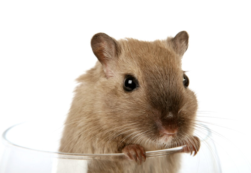 Brown Gerbil in Glass
