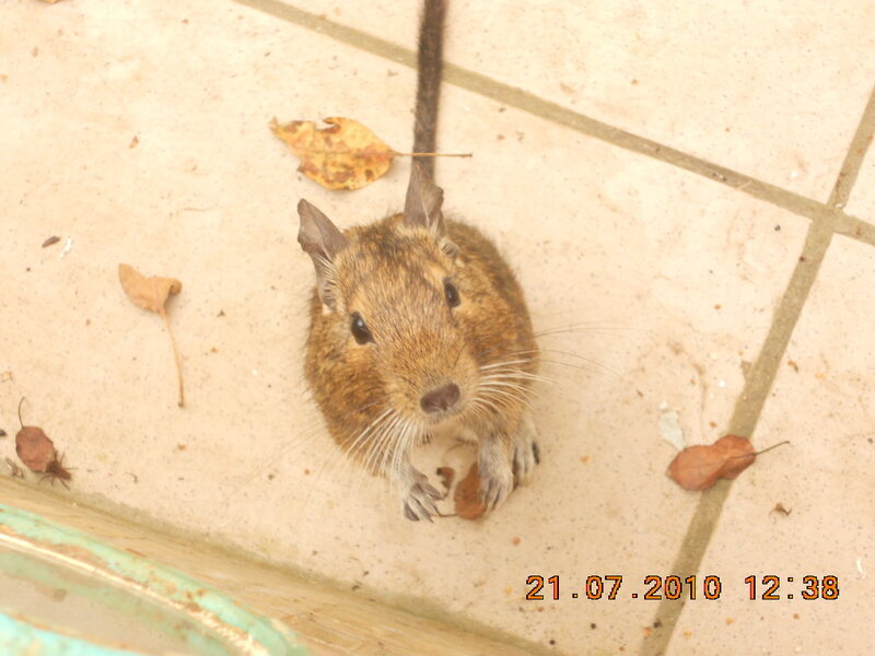 Brown Gerbil on Tile