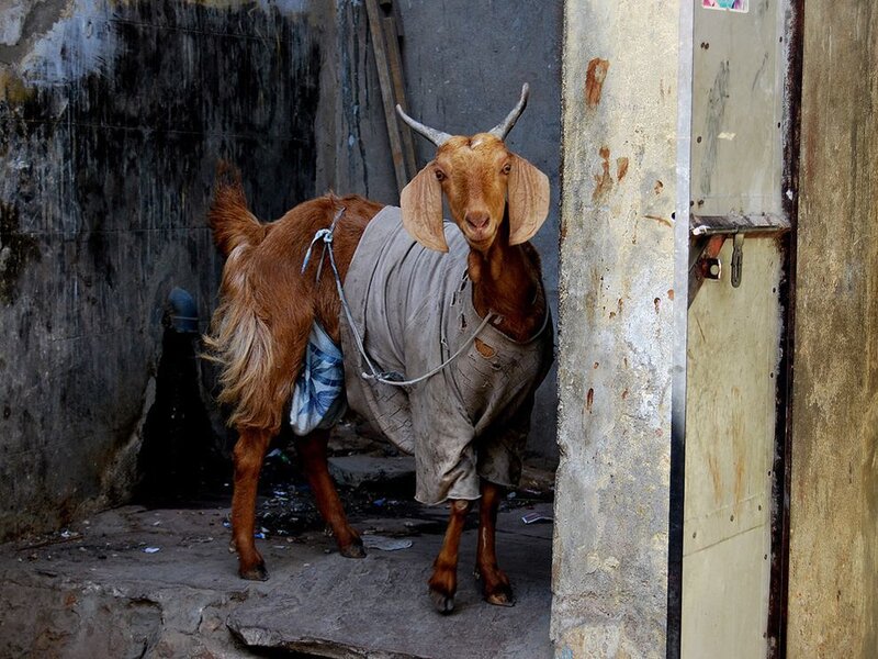 Brown Goat in Cloth