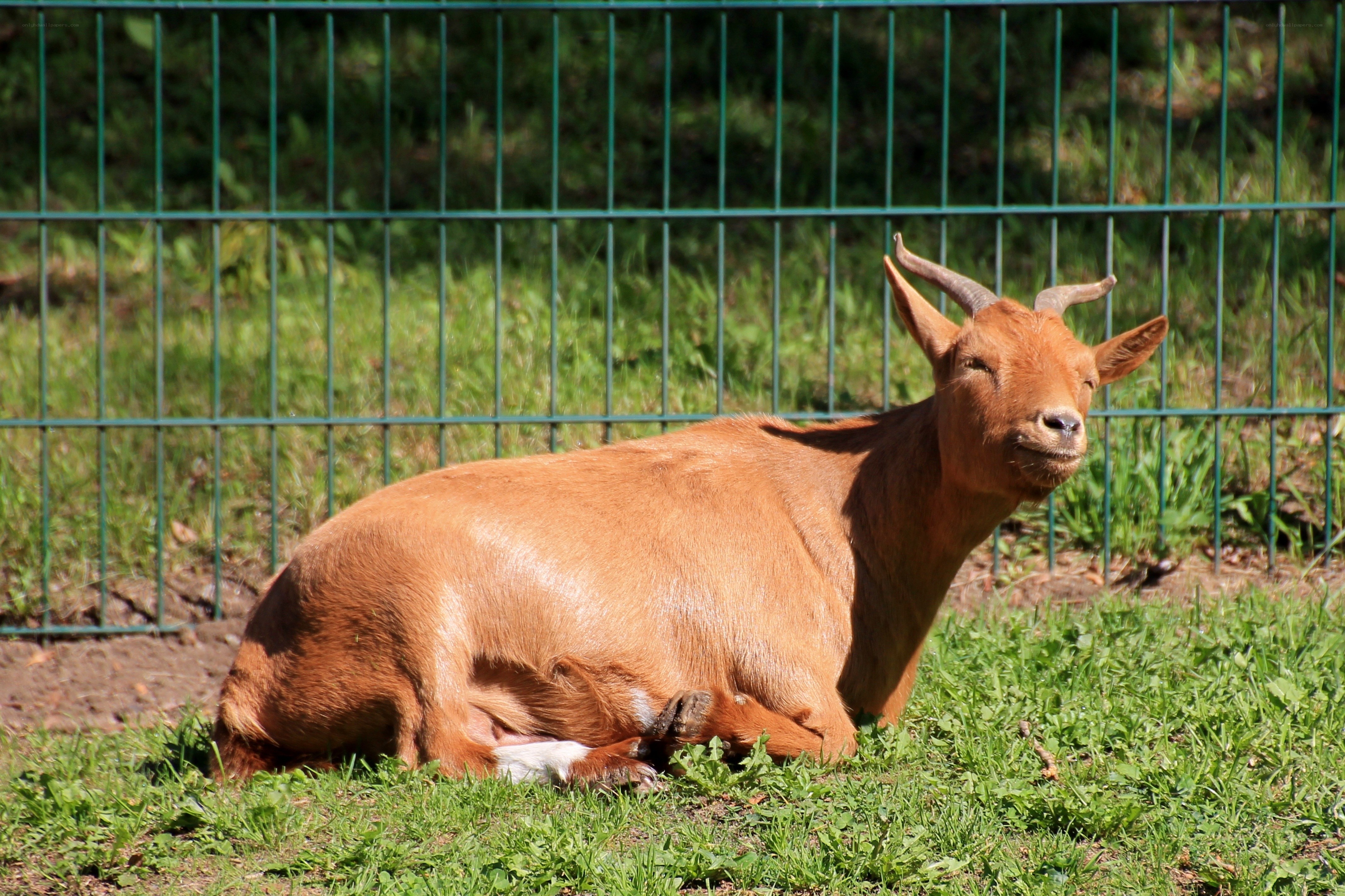 brown goat resting in grass