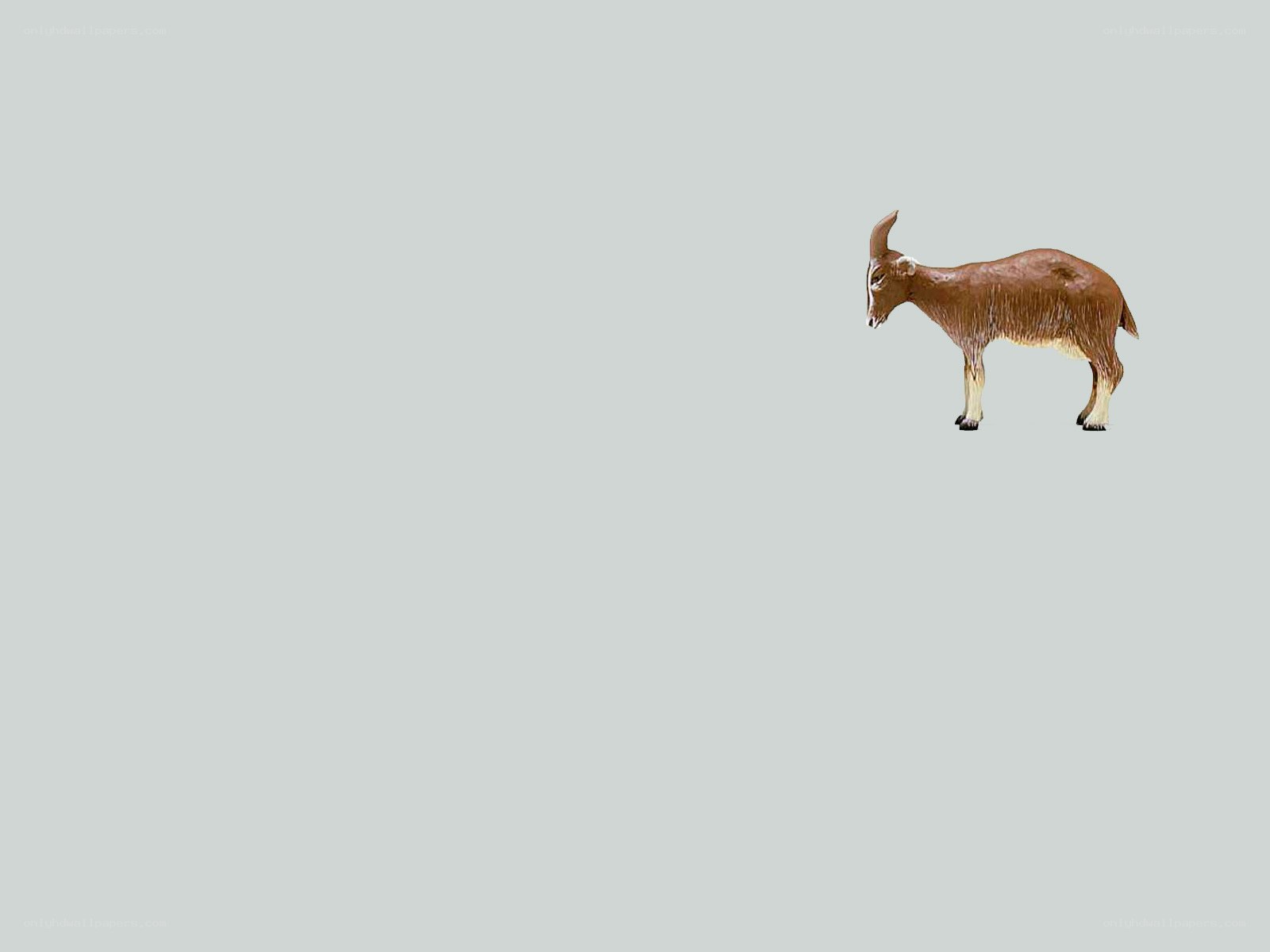 brown goat standing