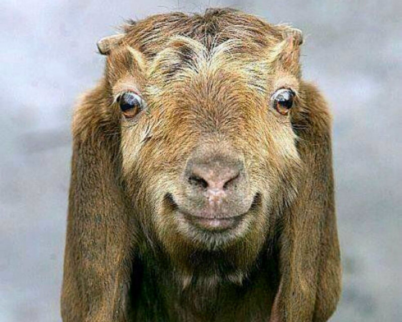 Brown Goat with Long Ears