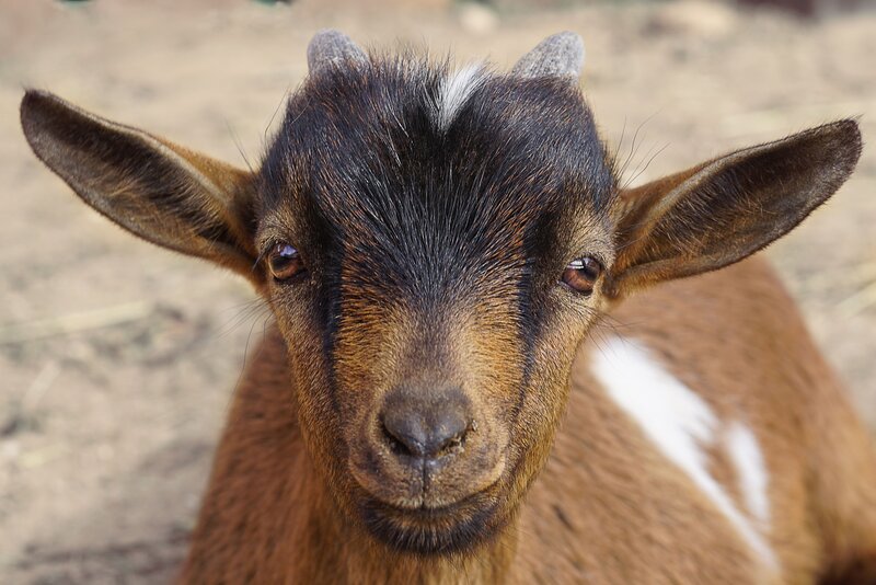 Brown Goat with White Stripe