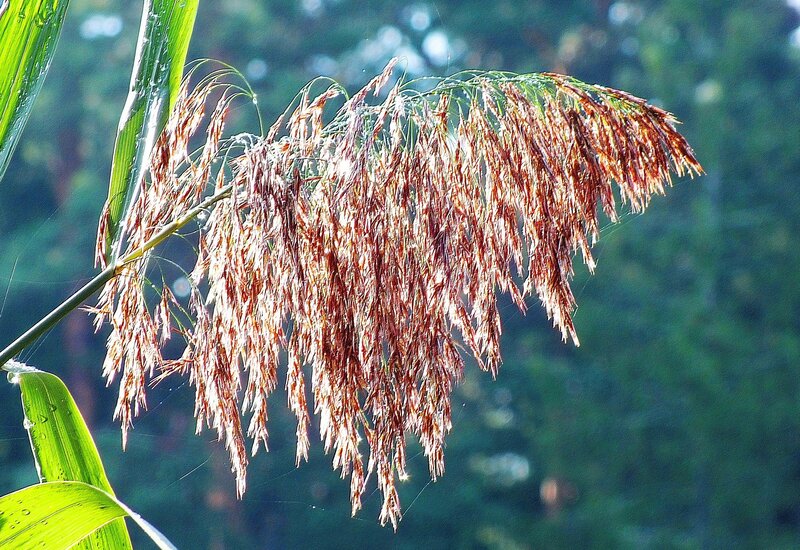 Brown Grass Seed Head