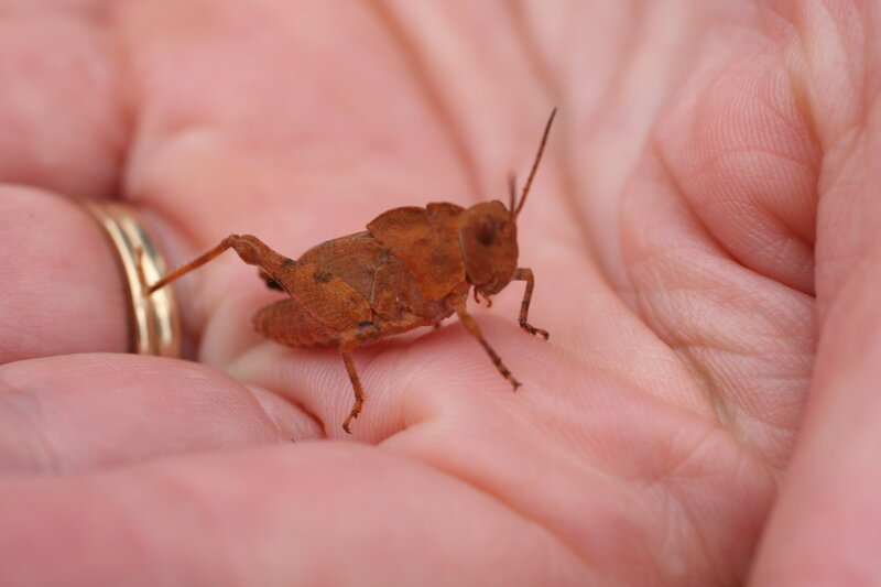 Brown Grasshopper on Hand