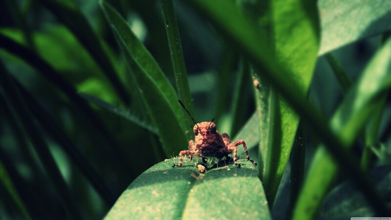 Brown Grasshopper on Leaf — Green, Natural