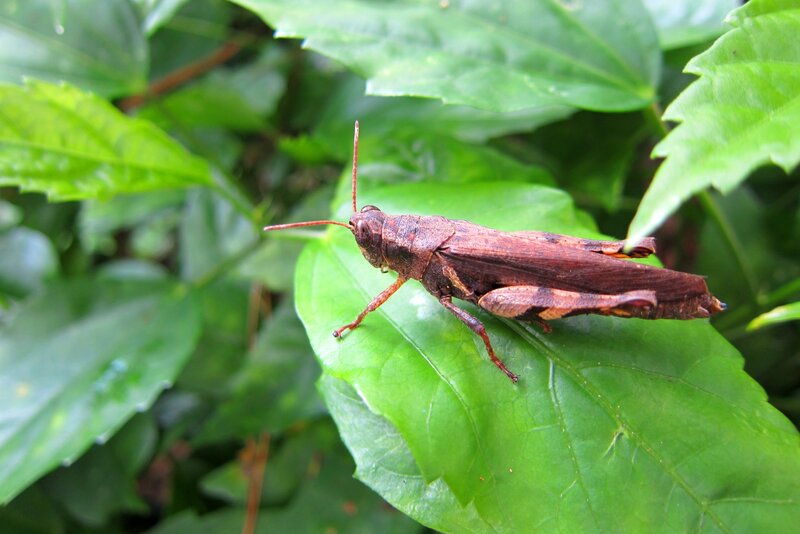 Brown Grasshopper on Leaf — Green