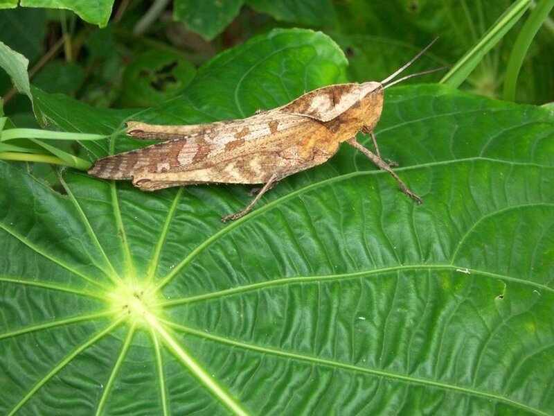 Brown Grasshopper on Leaf