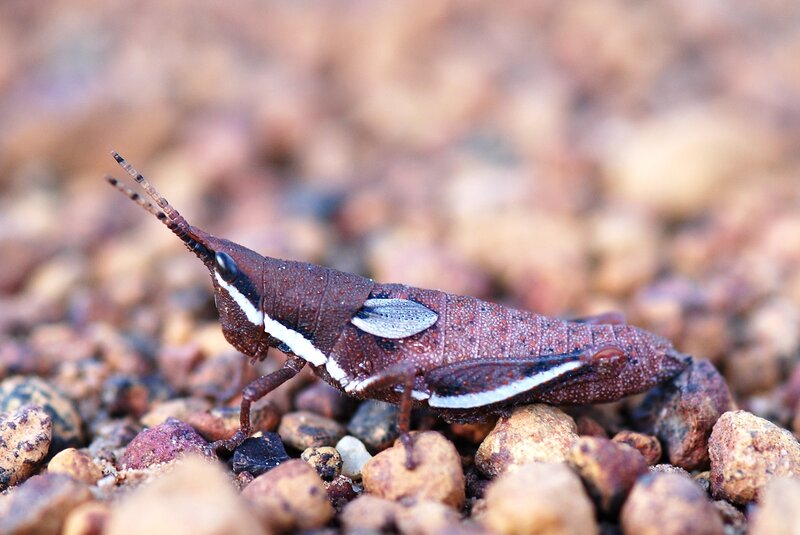 brown grasshopper on pebbles