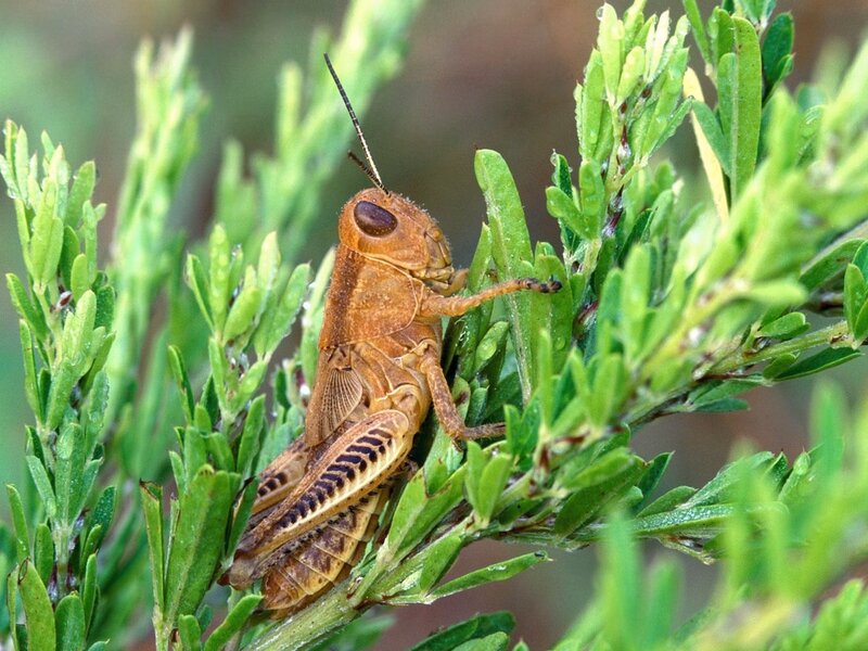 Brown Grasshopper on Plant