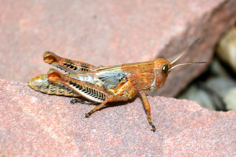 Brown Grasshopper on Rock