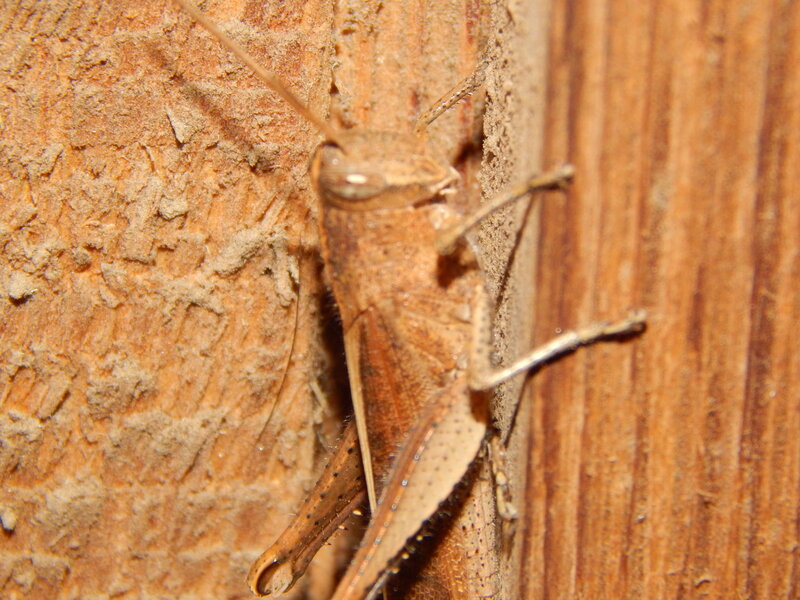 Brown Grasshopper on Wood