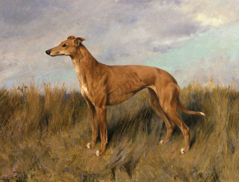 Brown Greyhound Dog