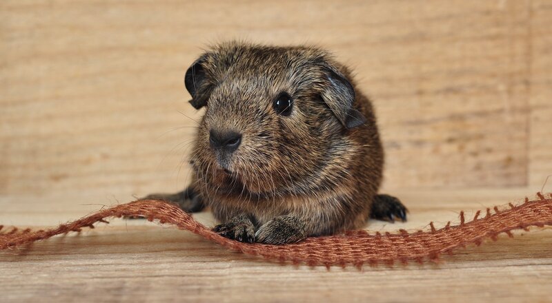 Brown Guinea Pig — Calm, Photograph