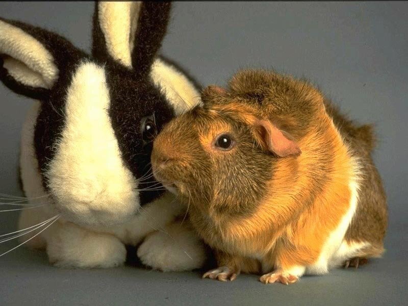 Brown Guinea Pig — Calm