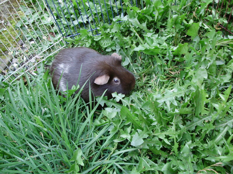Brown Guinea Pig — Green