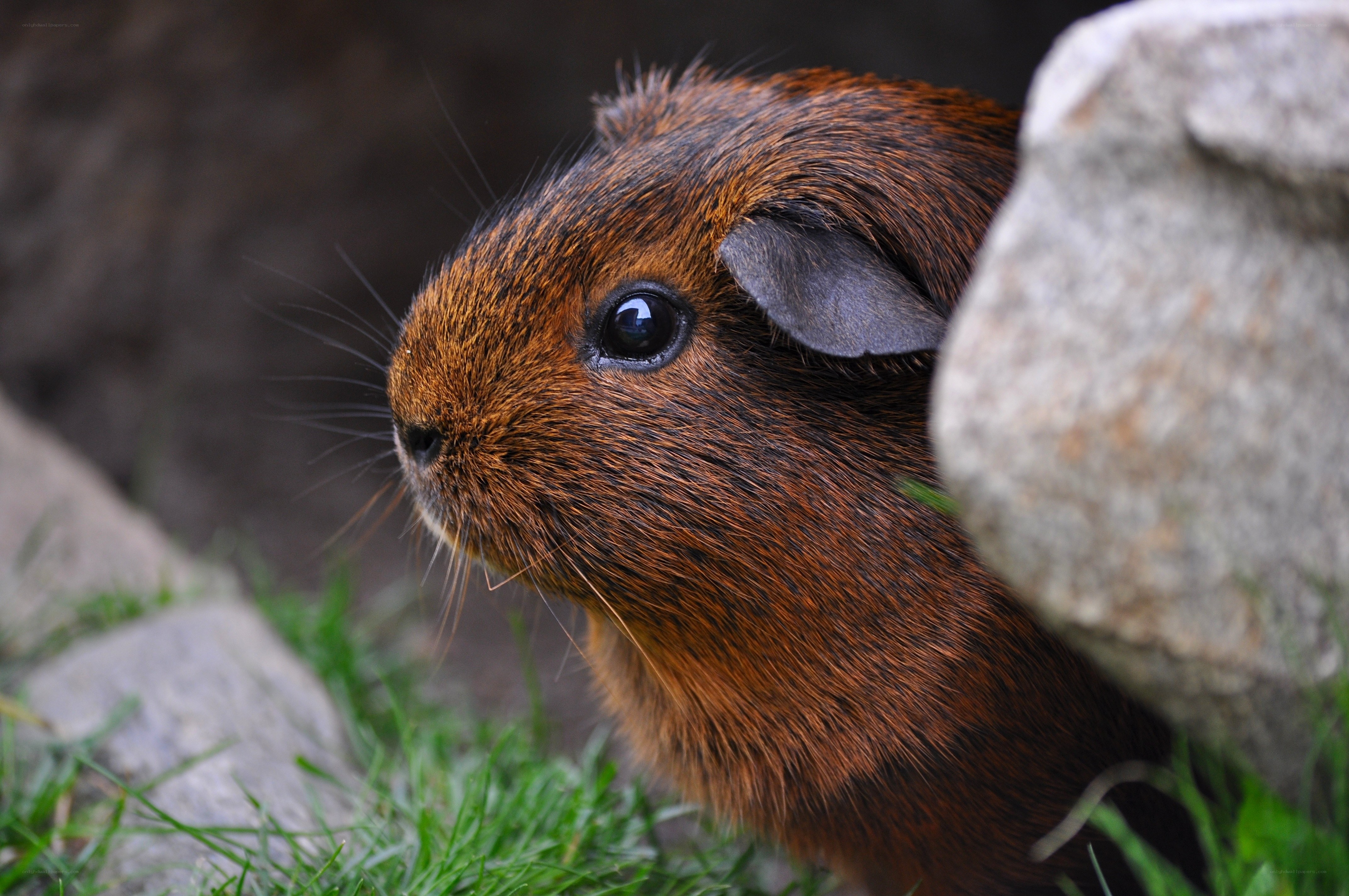 brown guinea pig in grass