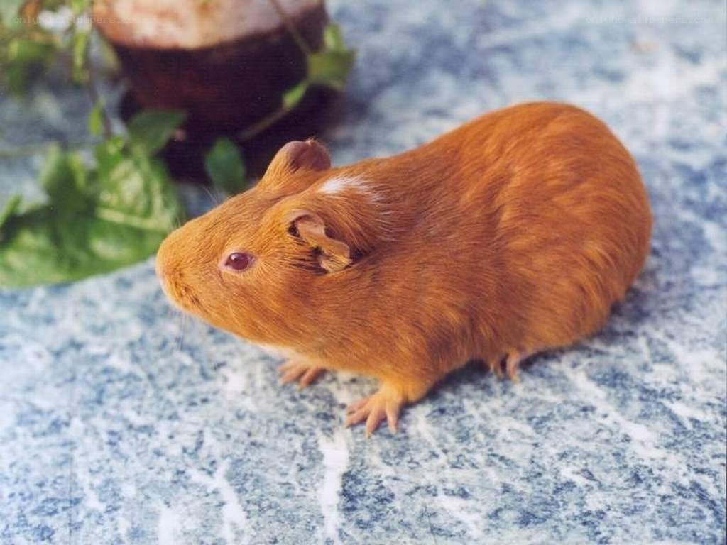 brown guinea pig on marble