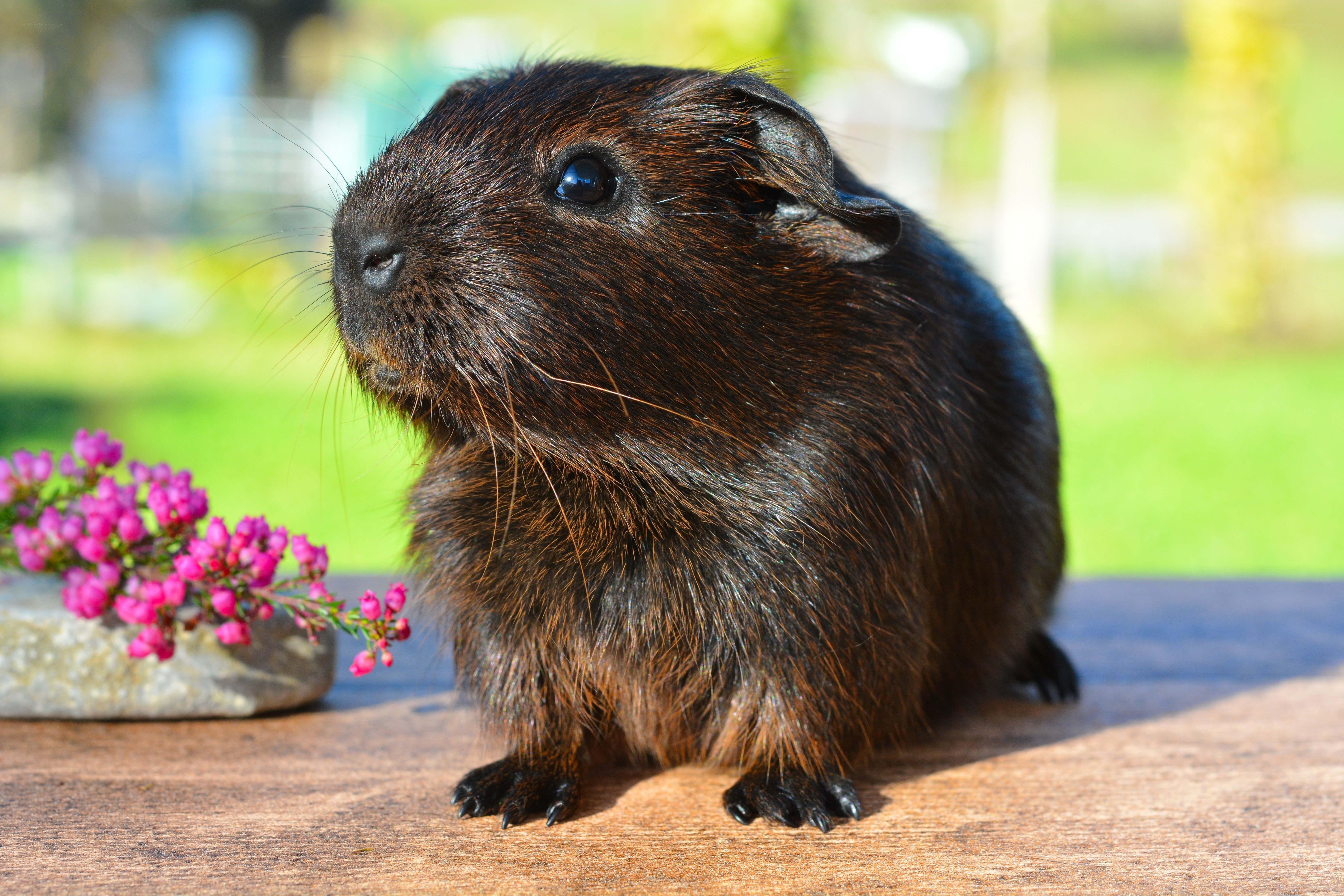 brown guinea pig on wood