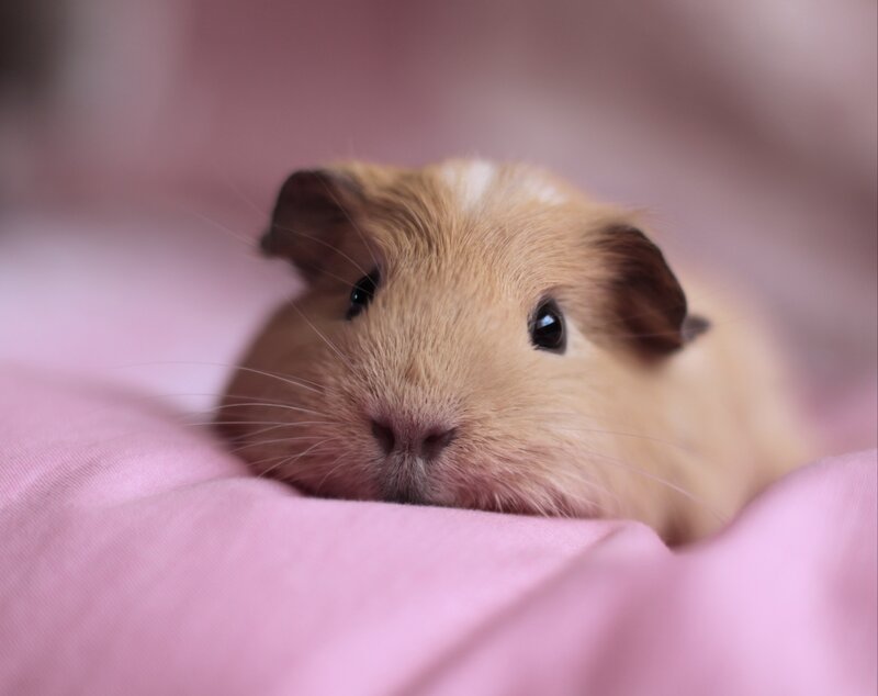 Brown Guinea Pig — Pink