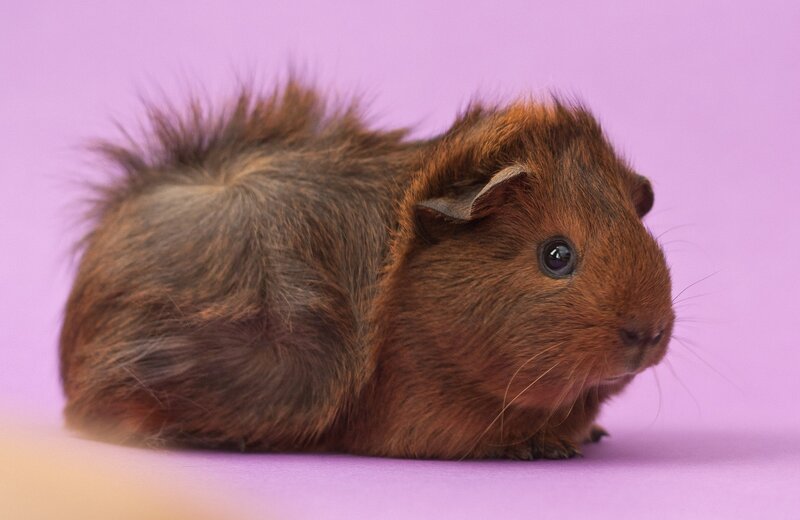 Brown Guinea Pig — Purple