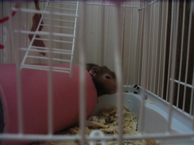 Brown Hamster in Cage