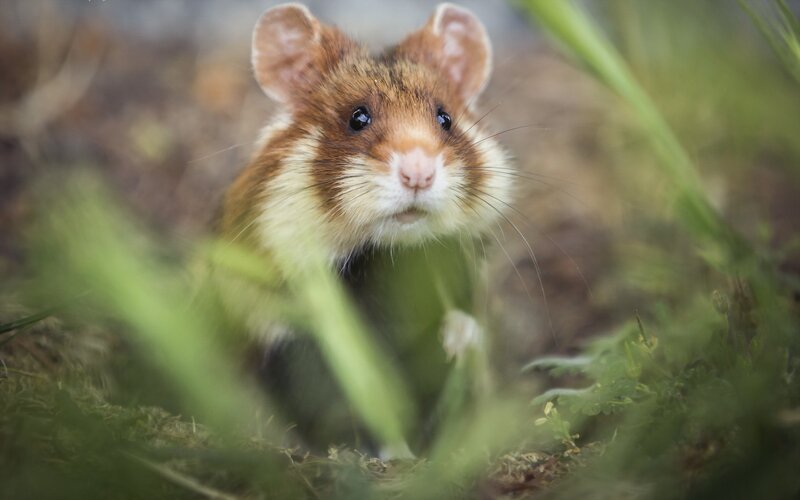 Brown Hamster in Grass