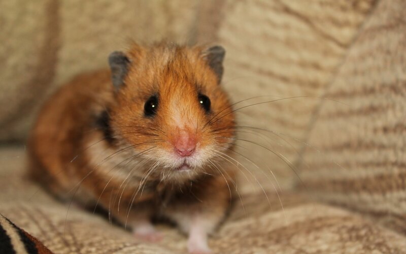 Brown Hamster on Fabric