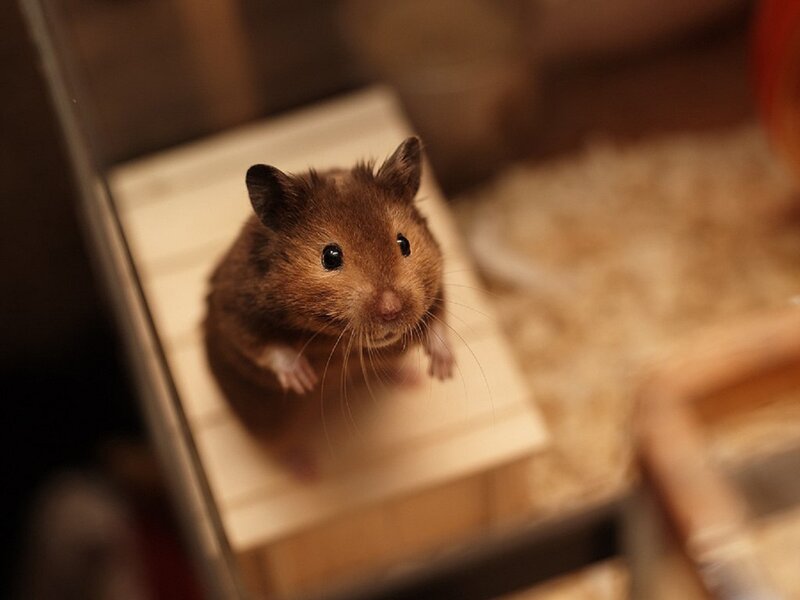 Brown Hamster on Ramp