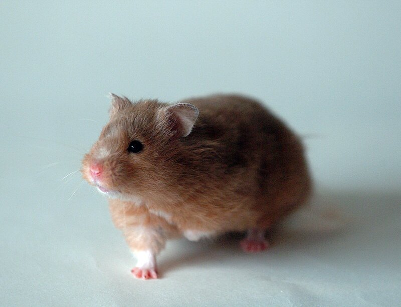 brown hamster on white surface