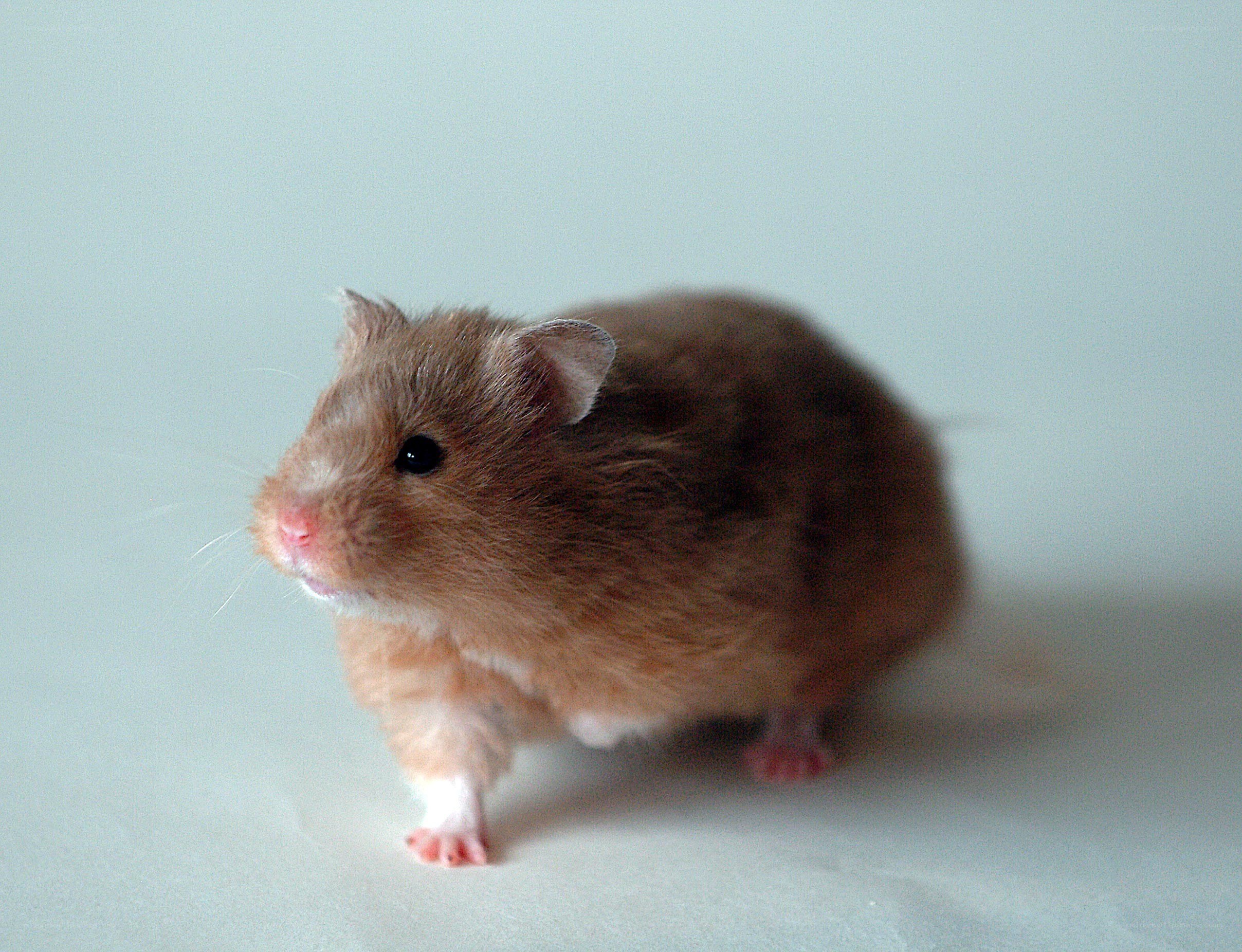 brown hamster on white surface