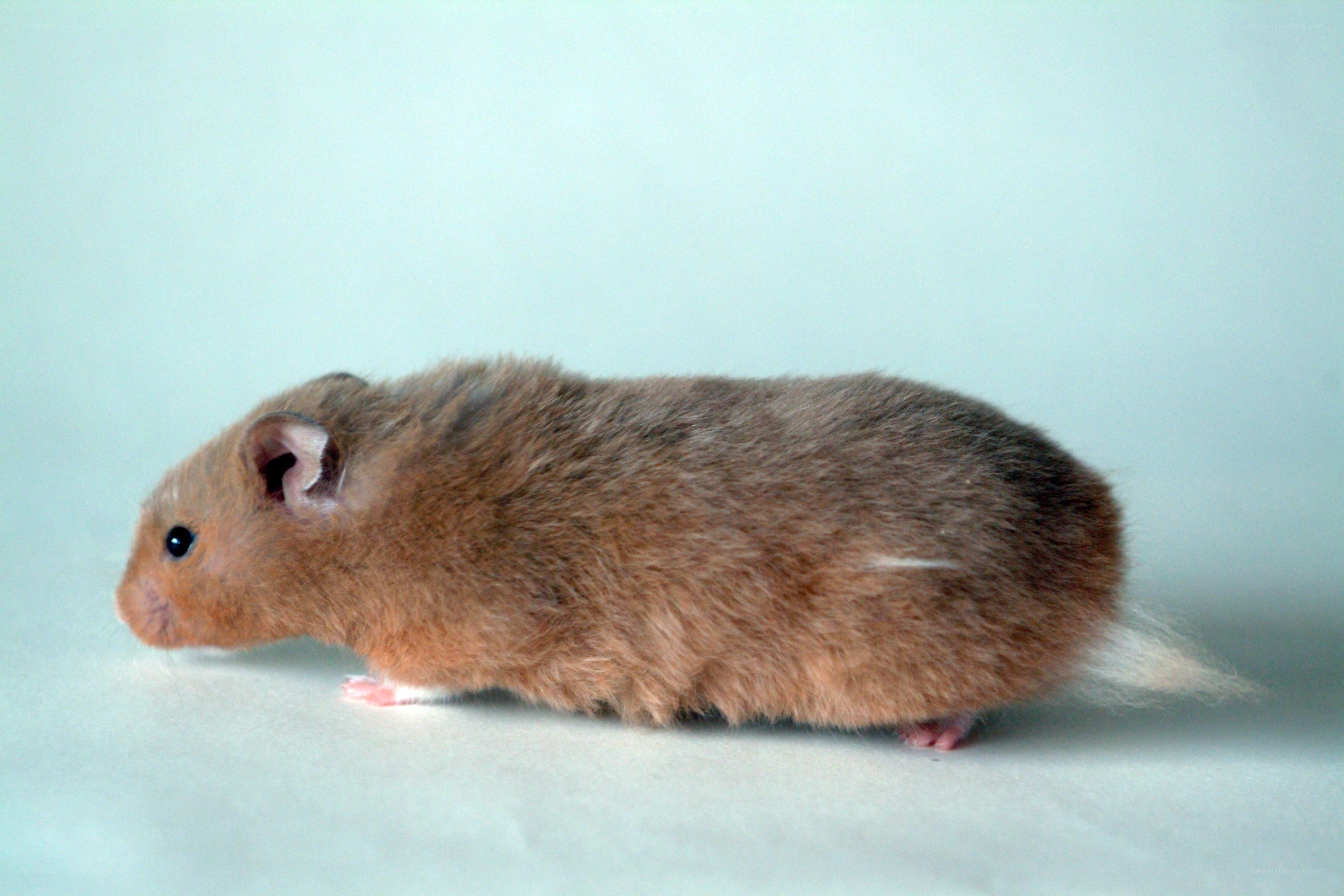 brown hamster on white surface