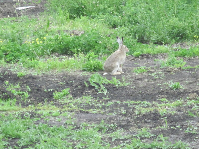 Brown Hare in Field