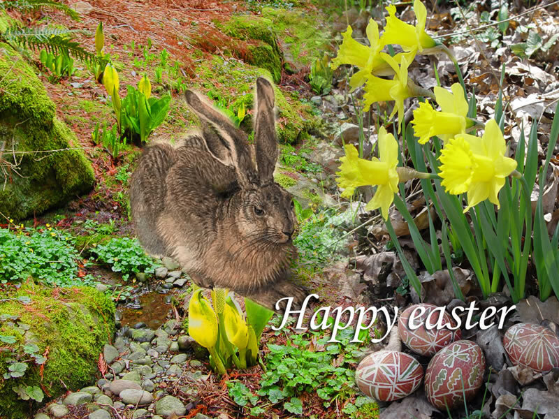 Brown Hare in Garden
