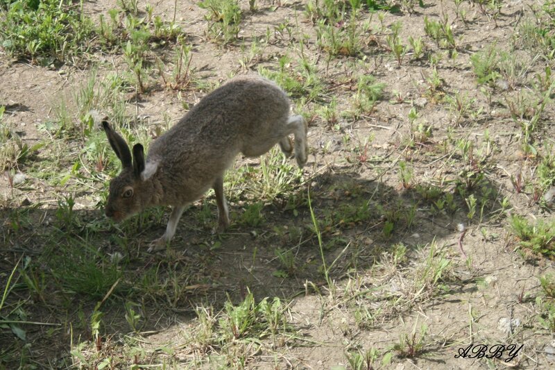 Brown Hare in Grass — Calm