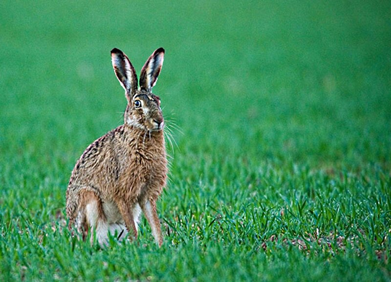Brown Hare in Grass — Green, Alert, Afternoon