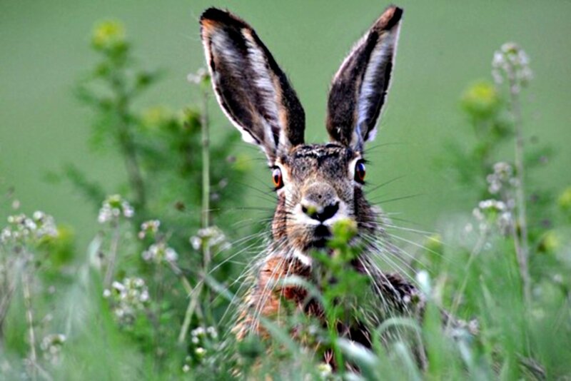 Brown Hare in Grass — Green, Alert