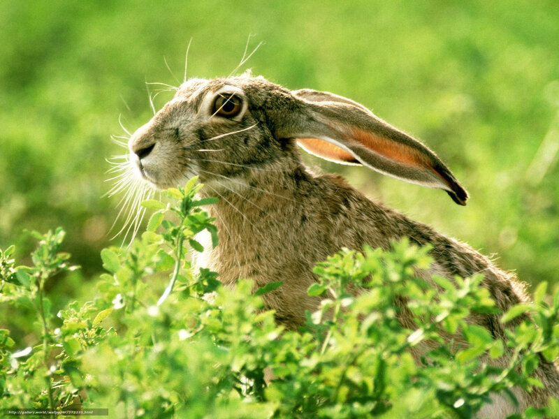 Brown Hare in Grass — Green, Calm, Afternoon, Photograph