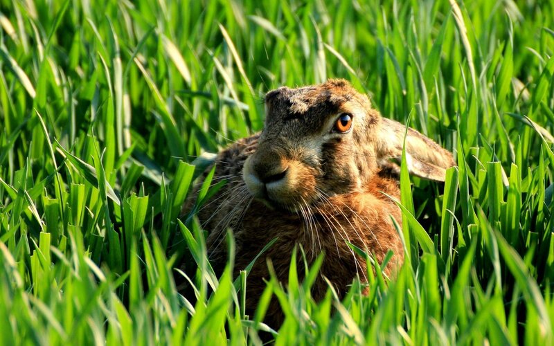 Brown Hare in Grass — Green, Calm, Afternoon
