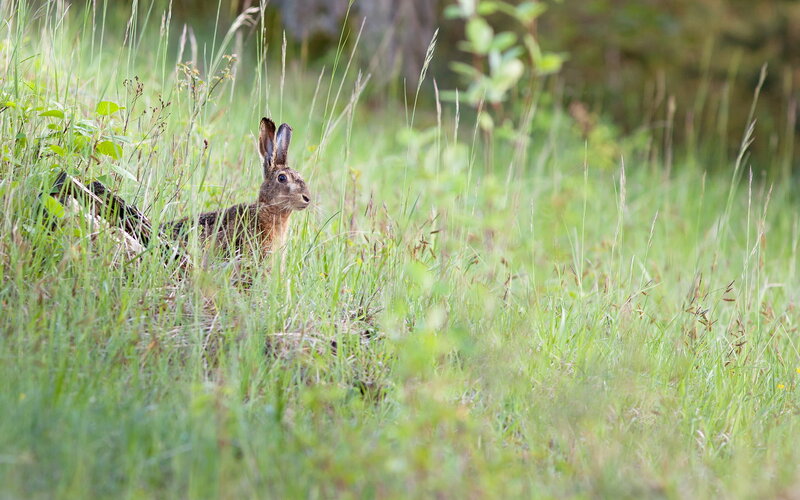 Brown Hare in Grass — Green, Calm