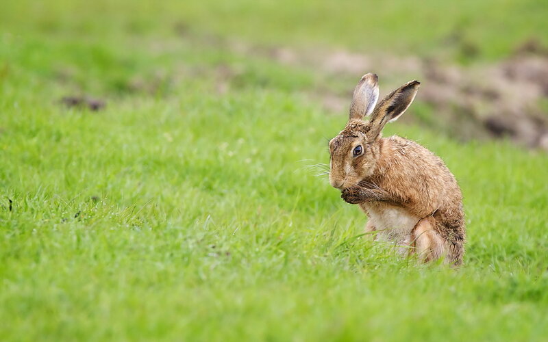 Brown Hare in Grass — Green