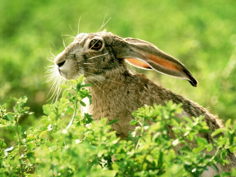 Brown Hare in Grass