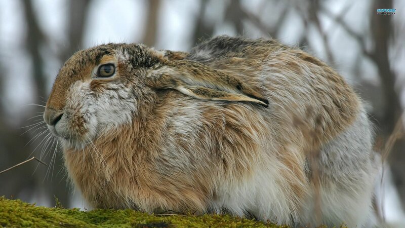 brown hare in moss