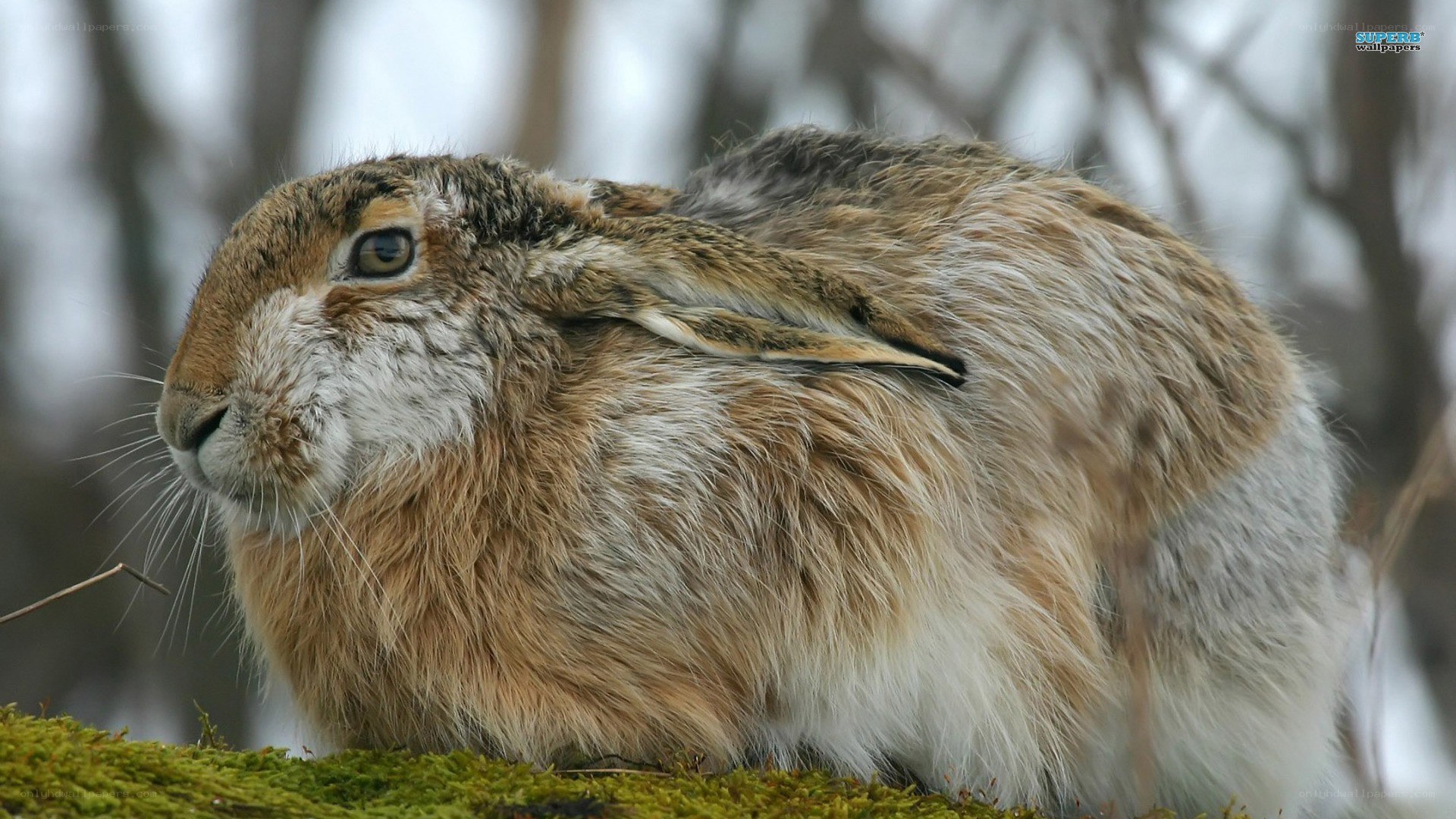 brown hare in moss