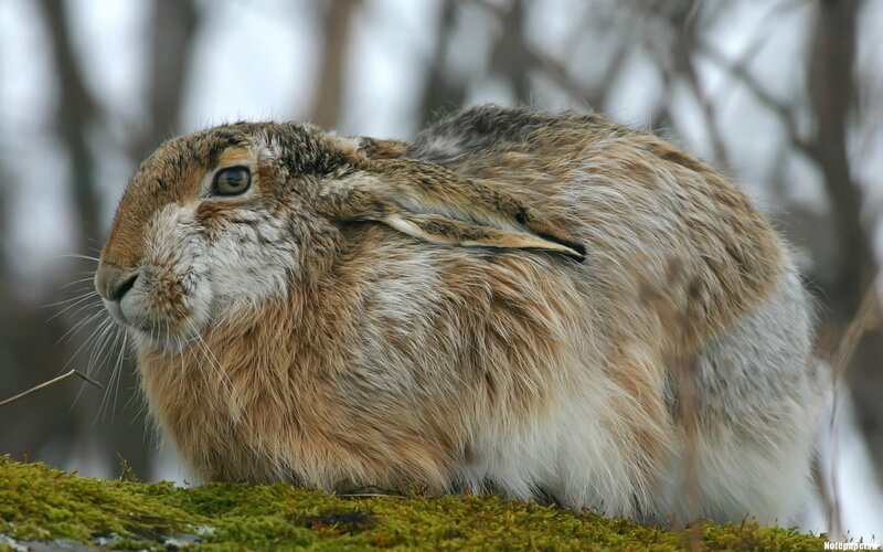 Brown Hare in Moss — Calm